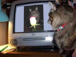 Catzoom